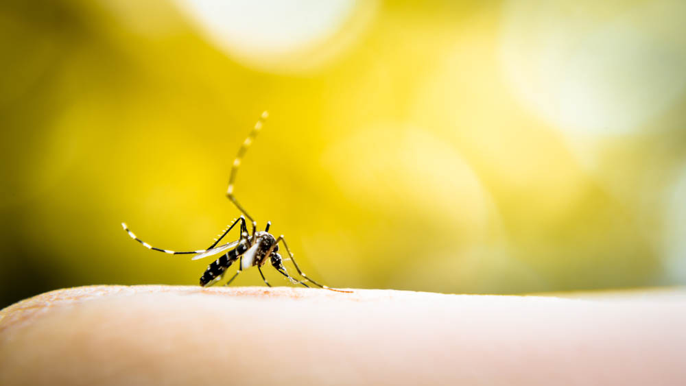 Bactéria ajuda a reduzir a transmissão de dengue, chikungunya e Zika