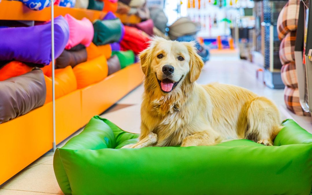 Mais de 70% de compras para pets são feitas em lojas de bairro